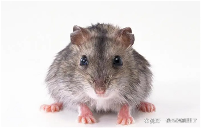 做梦梦到老鼠是什么征兆