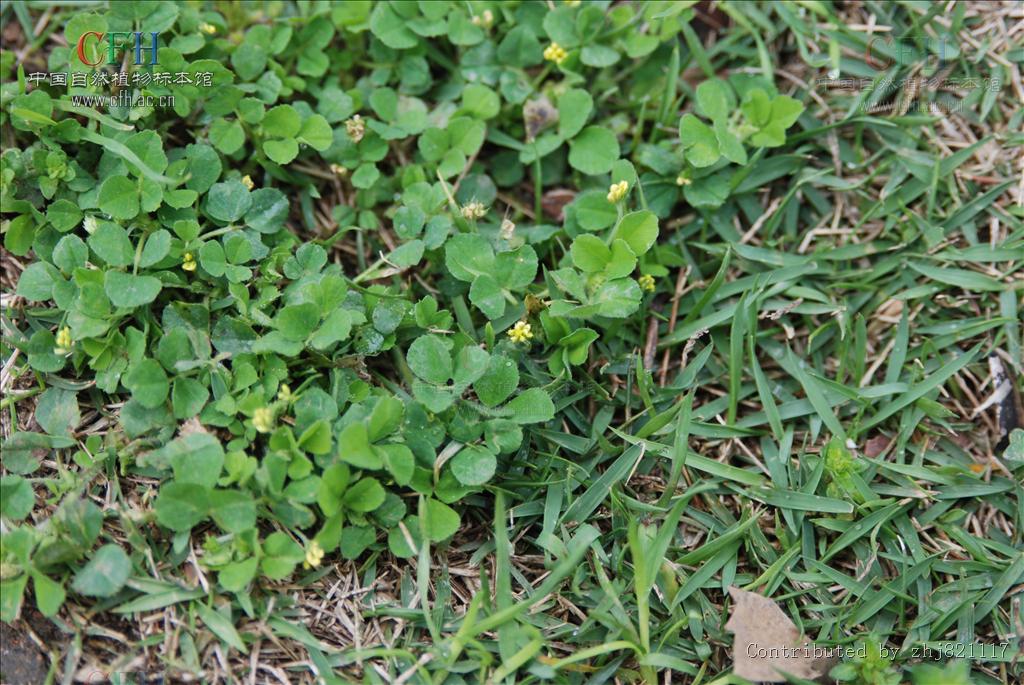 苜蓿草是哪种植物别名