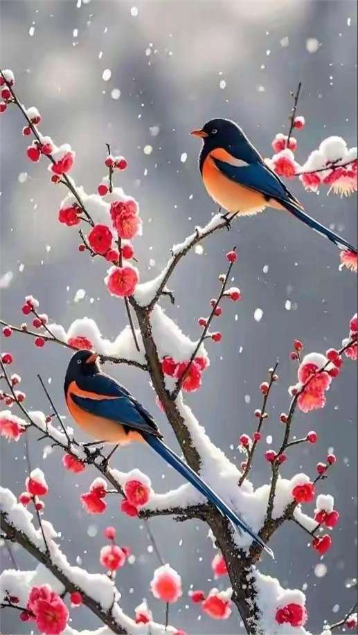 鸟语花香是什么生肖动物