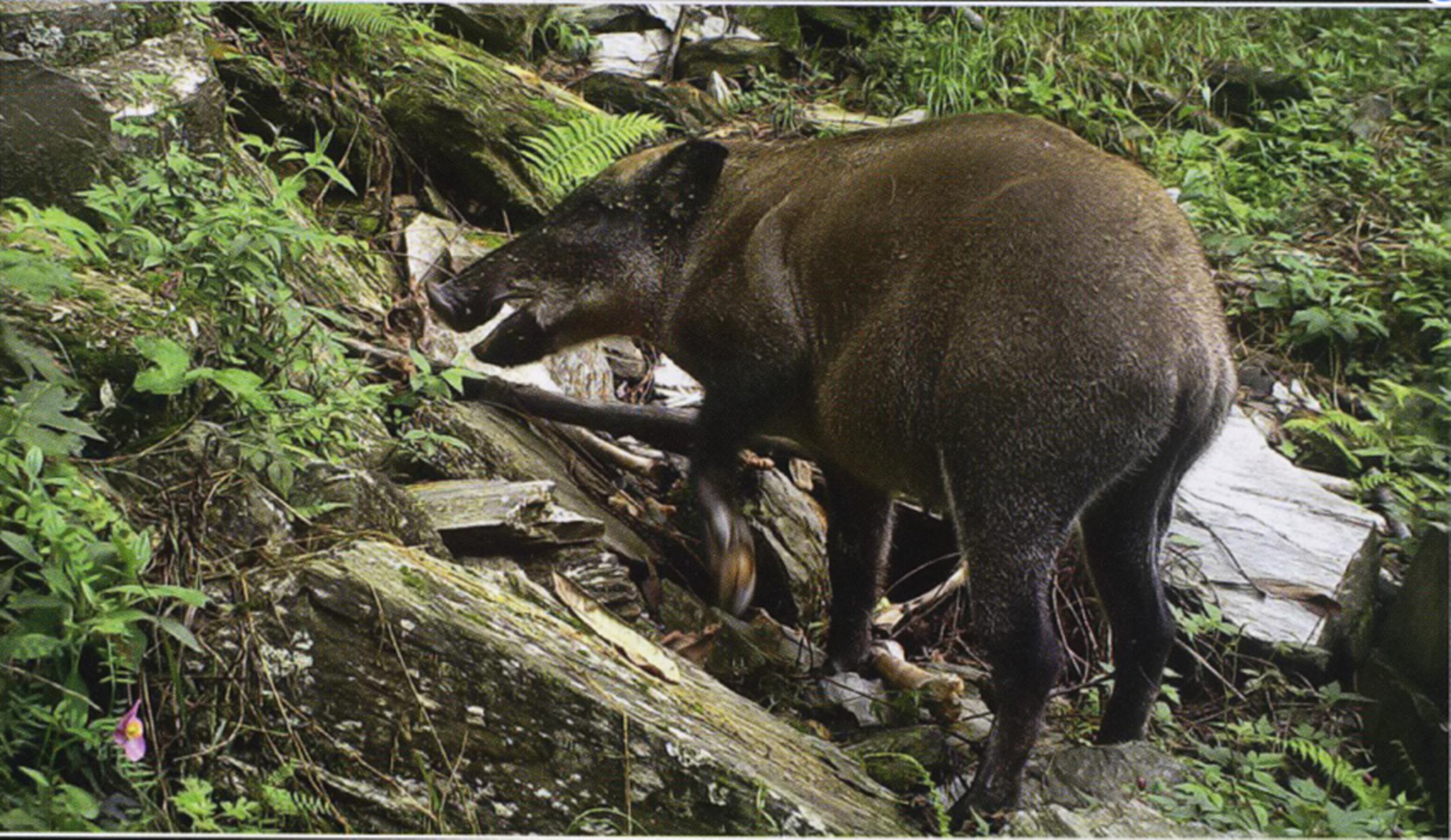 横冲直撞比喻什么动物