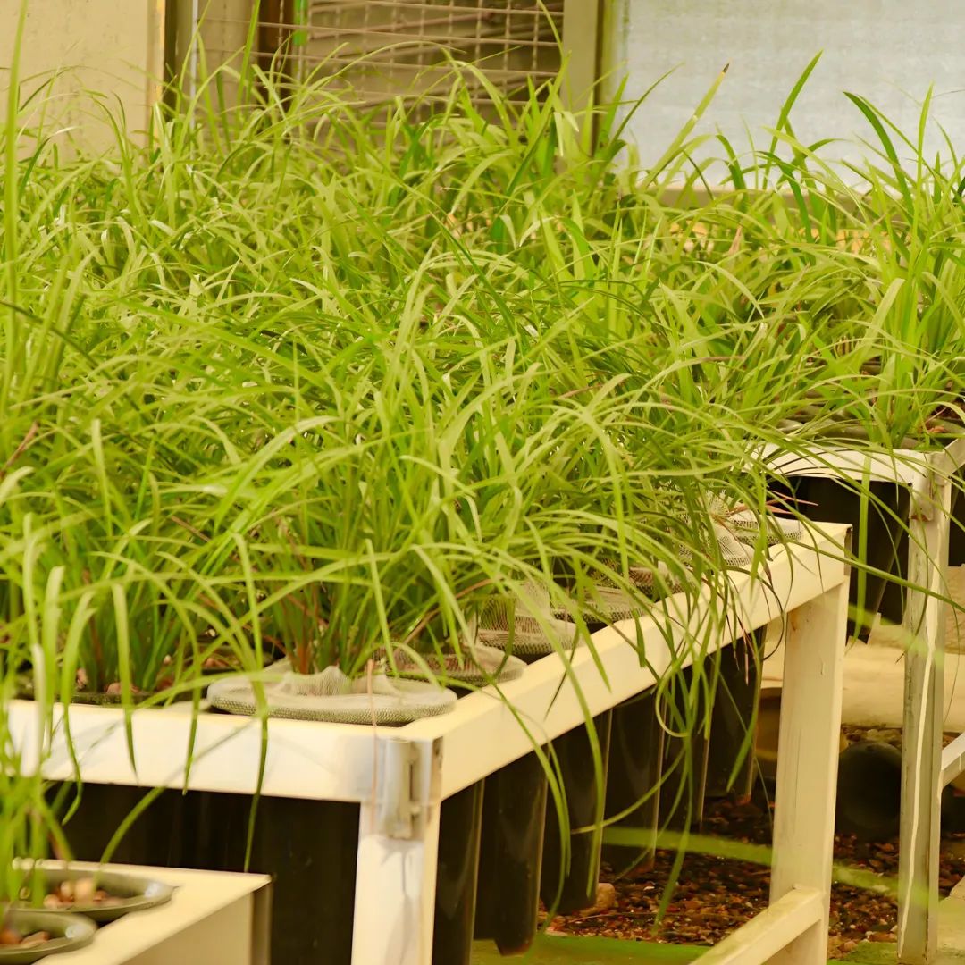 兰花天逸荷多少钱一苗