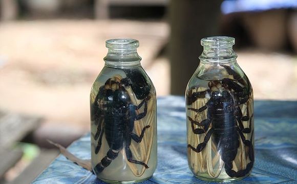 活蝎子泡酒制作过程视频