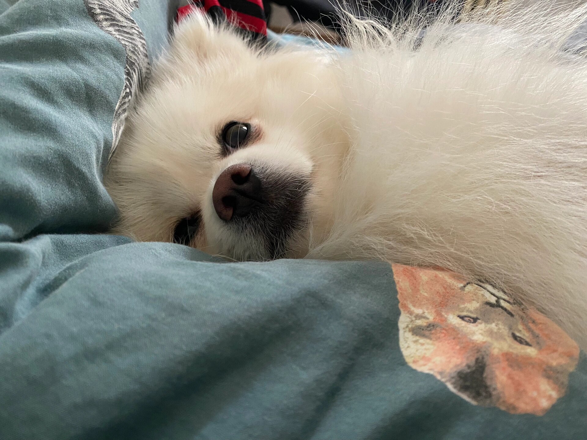 银狐犬四个月体重标准