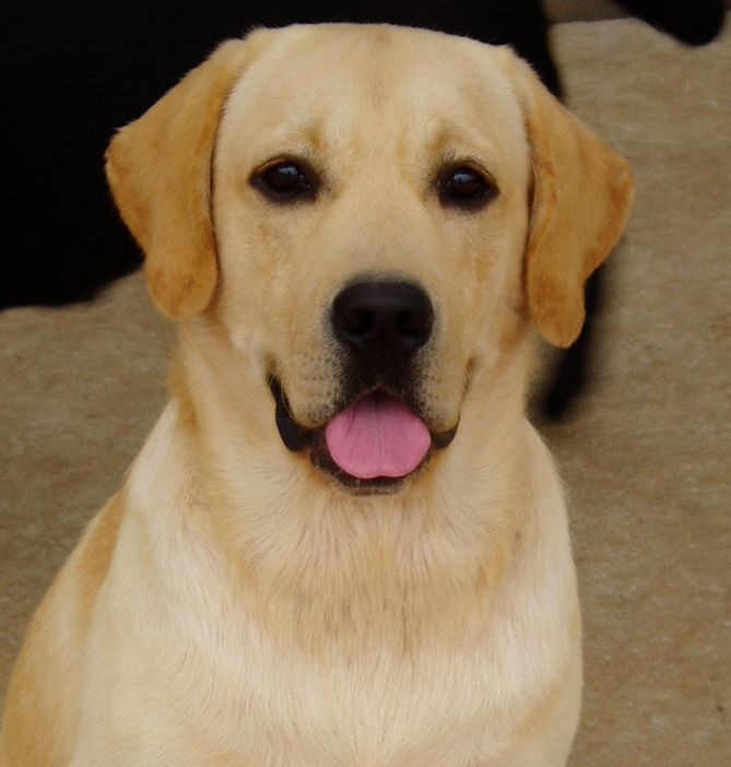 拉布拉多原名叫什么