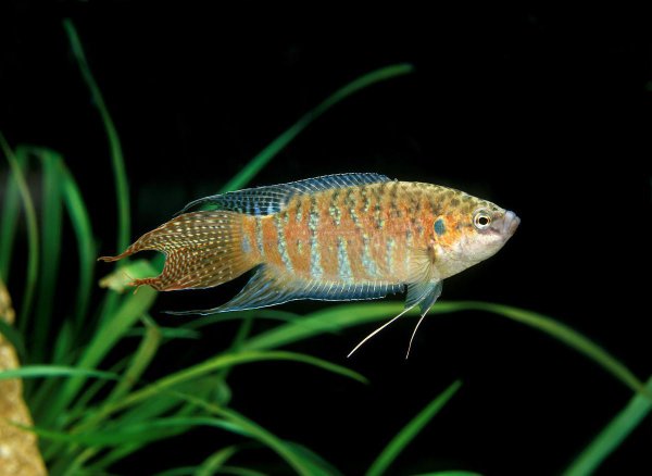 家养什么冷水鱼最好养