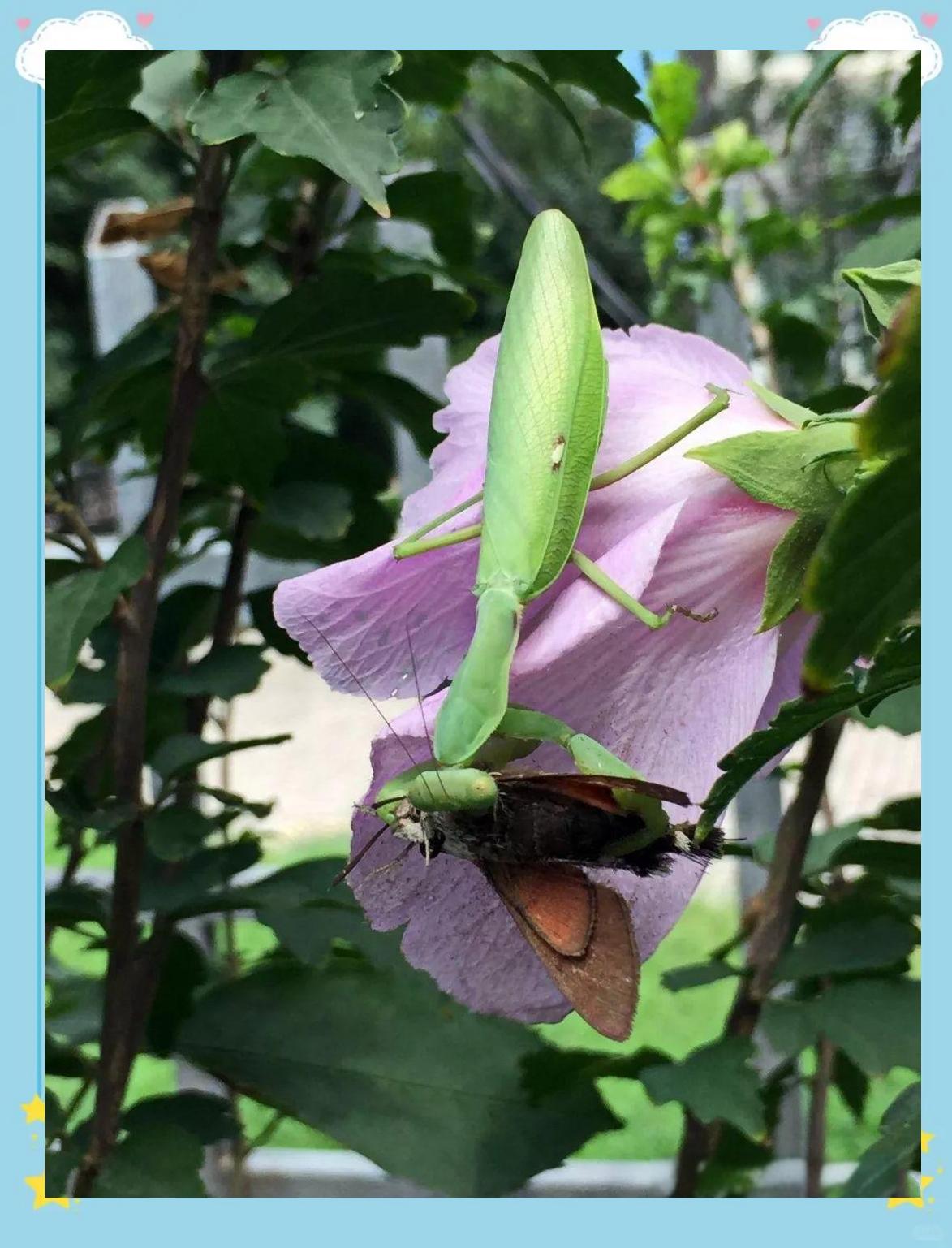 方舟螳螂吃什么食物