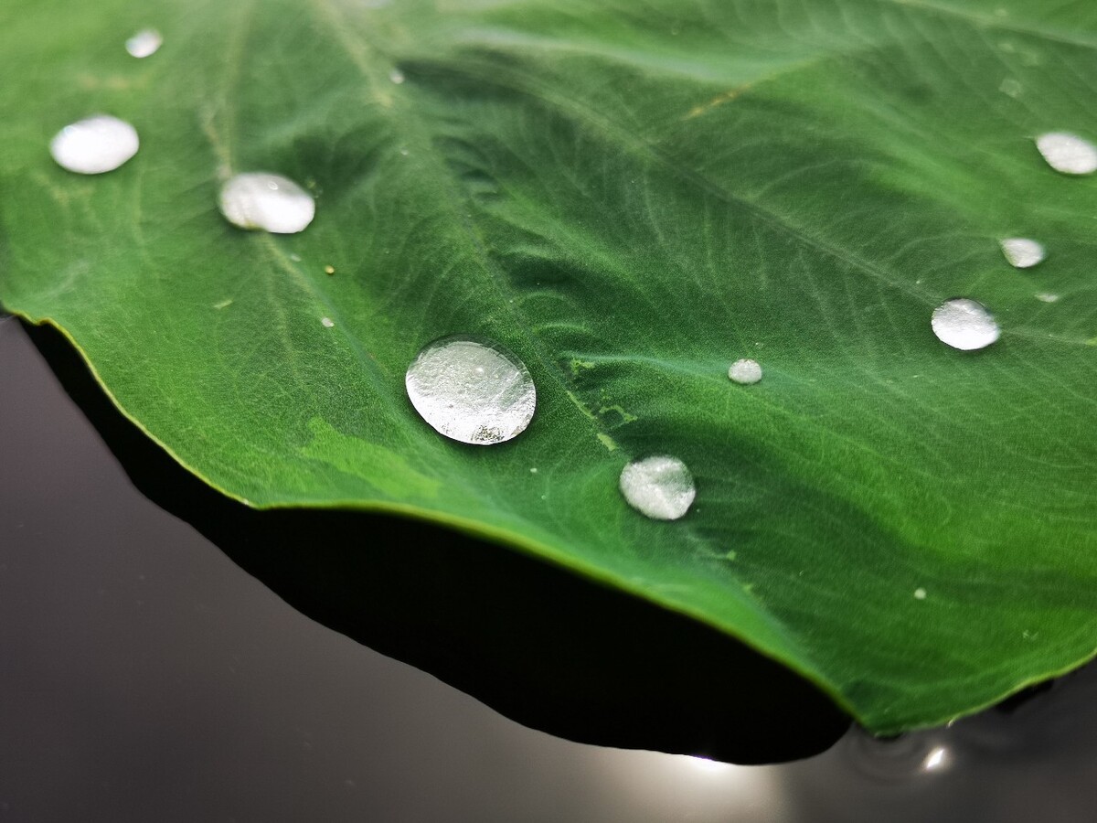 荷叶上的露珠晶莹透亮像什么比喻句