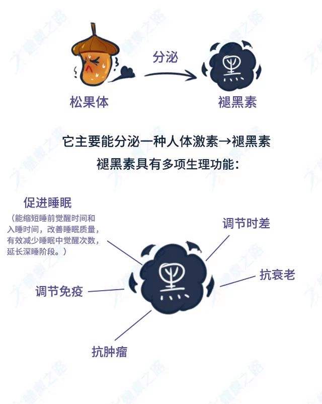 松果体素的释放增加什么激素