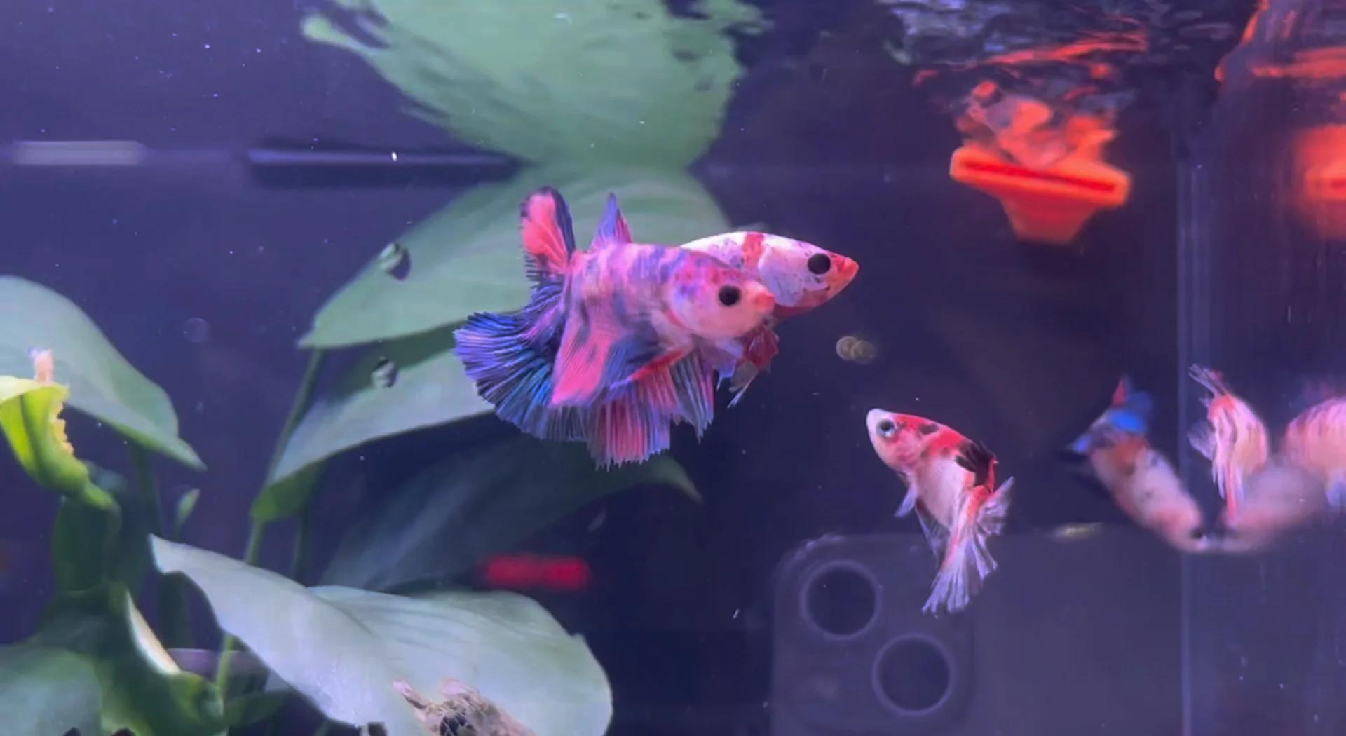 泰国斗鱼养殖技术