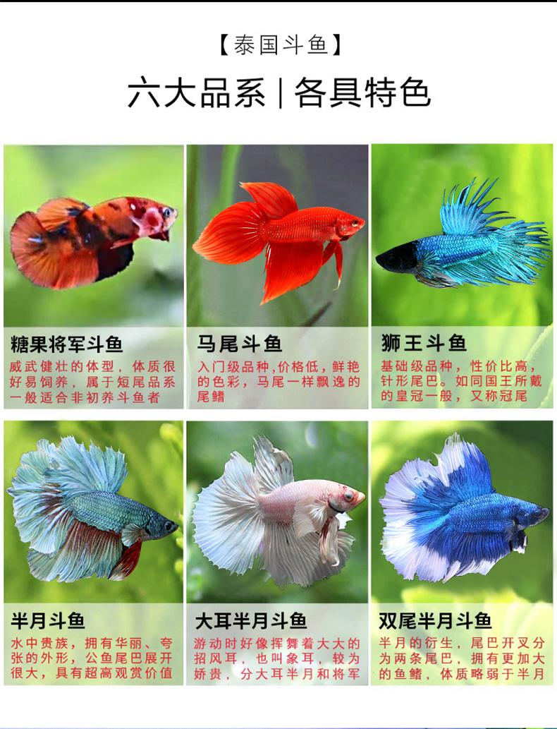 泰国斗鱼养殖技术