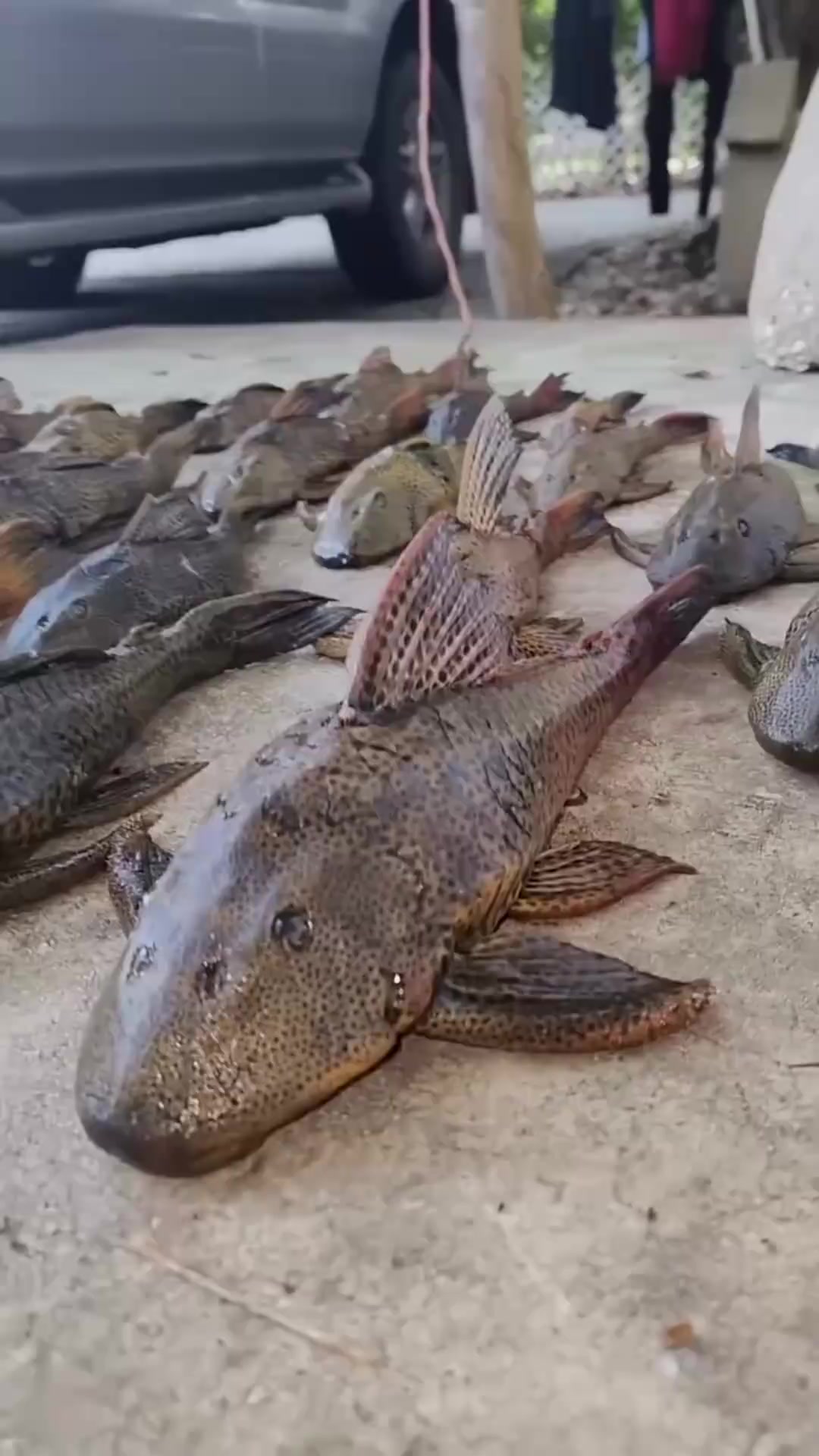 清道夫鱼不可以吃吗