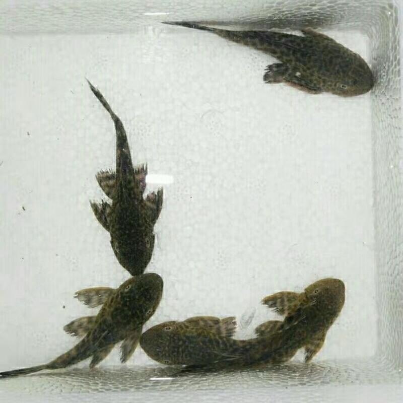 清道夫鱼不可以吃吗