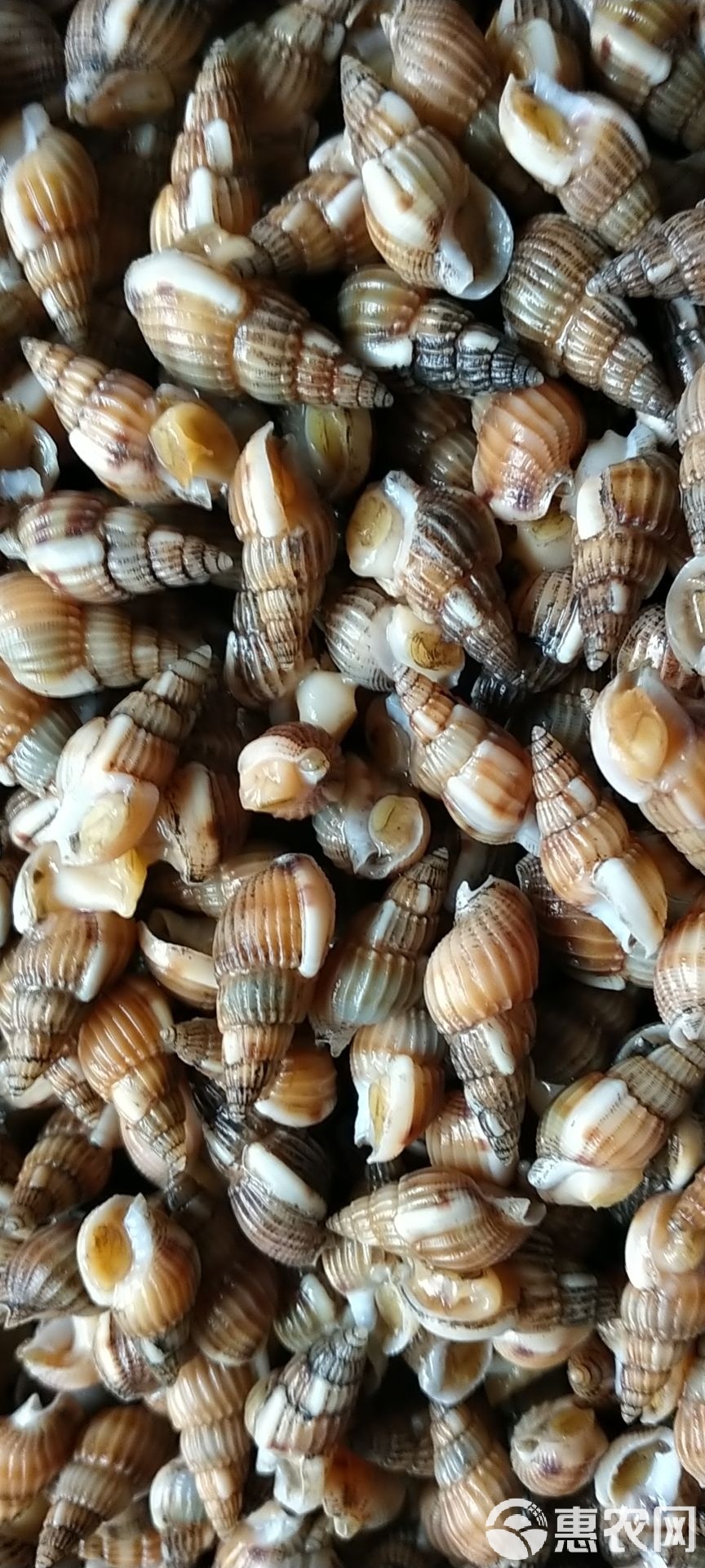 冷冻贝肉的做法大全图解