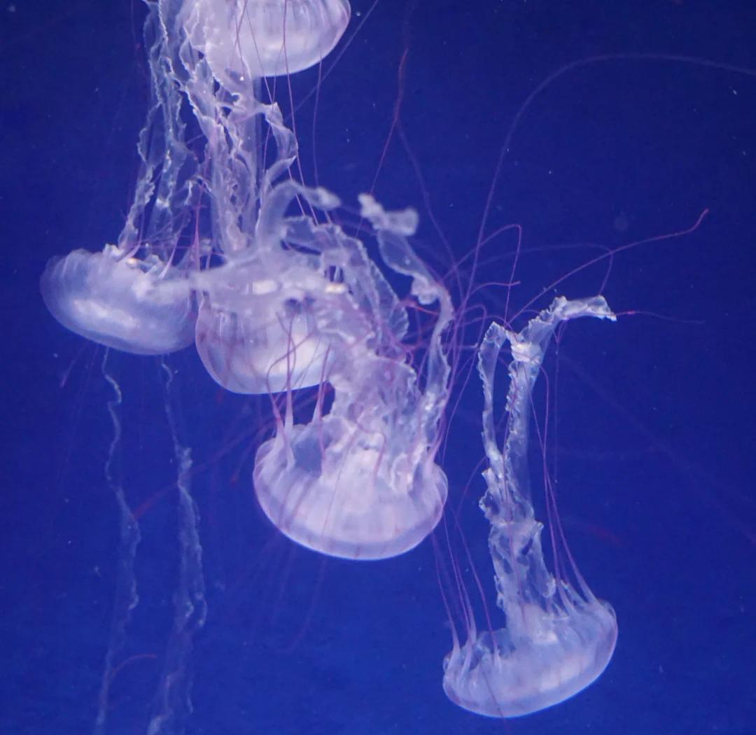 北极霞水母的简笔画