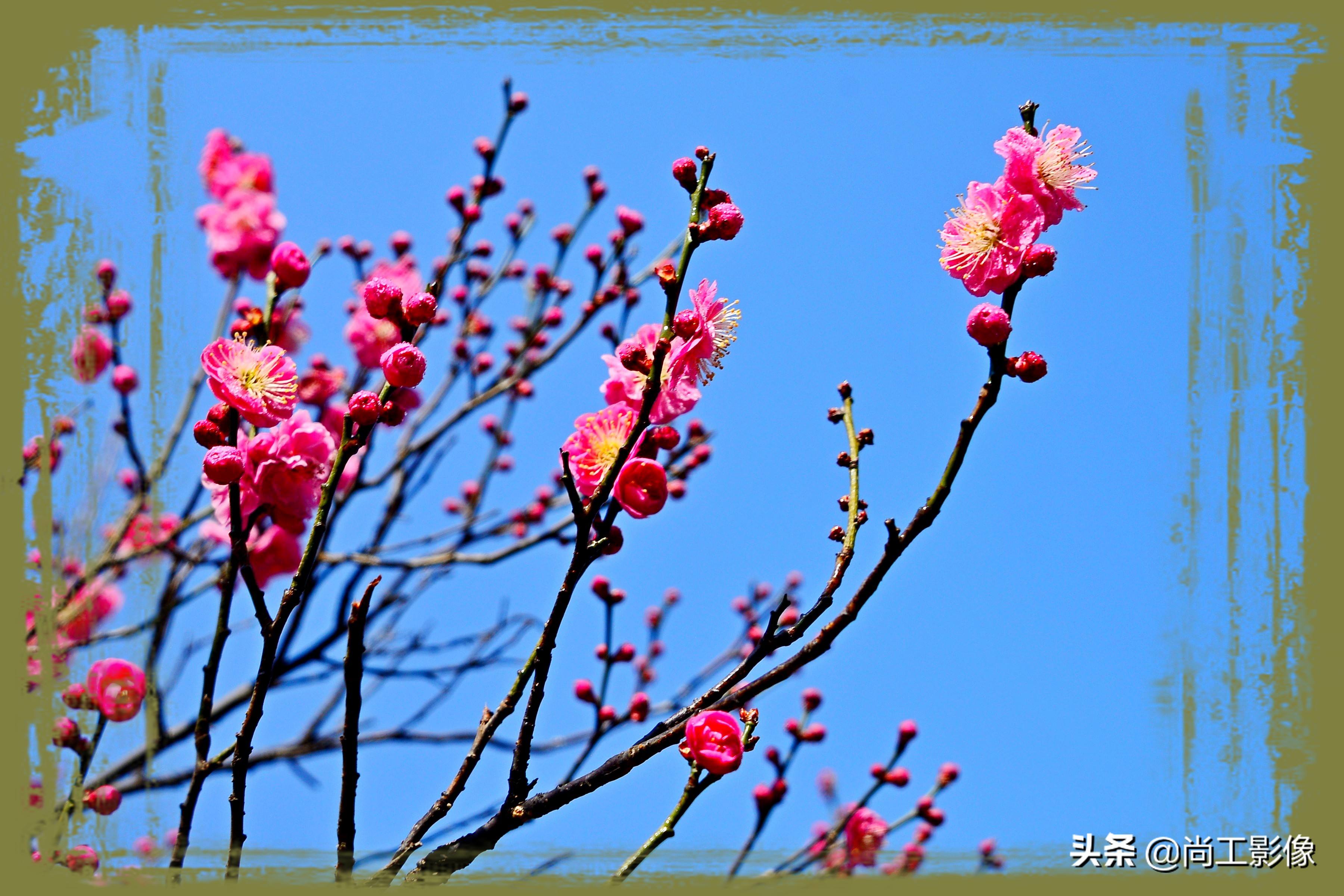 一枝春是啥意思