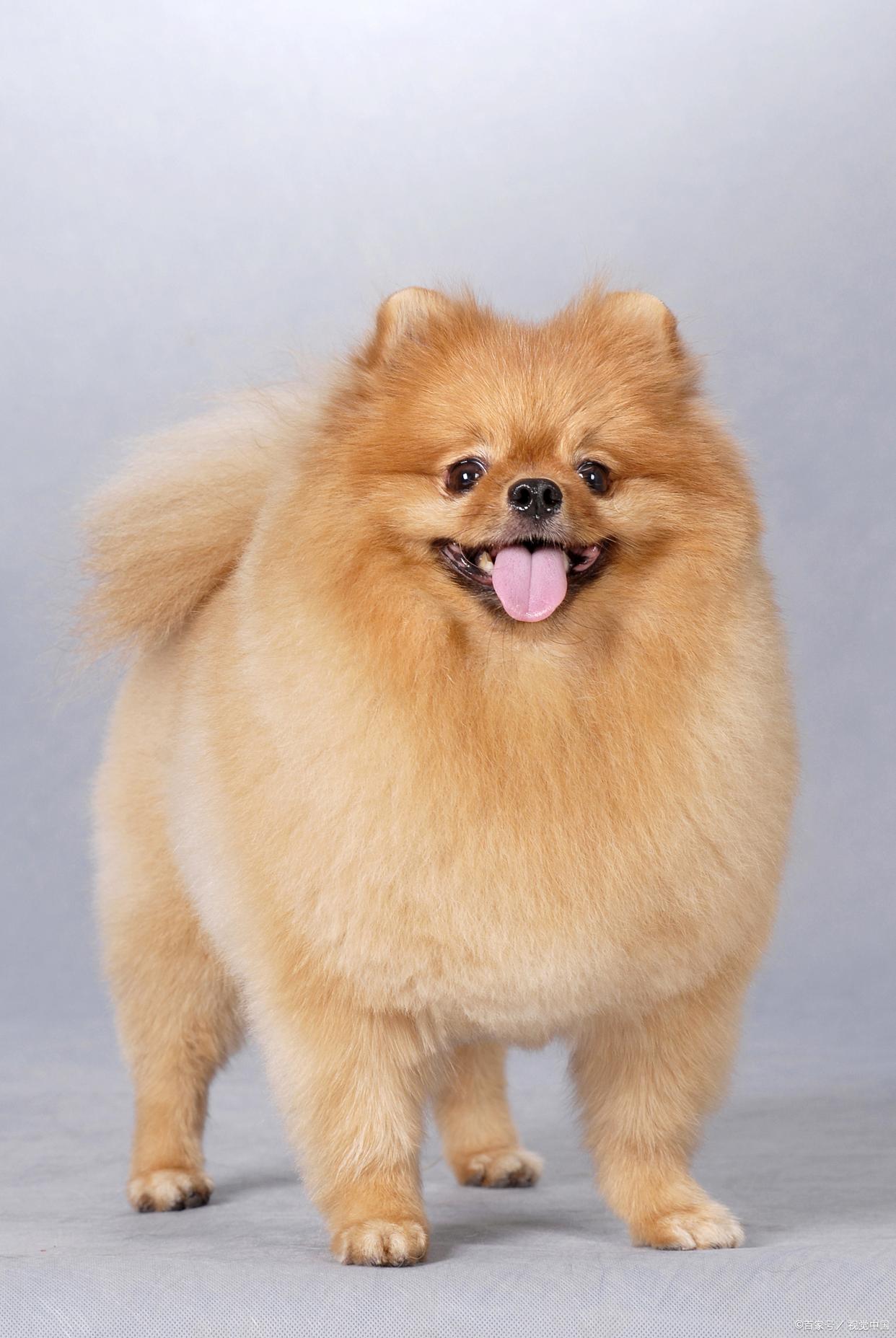 美系博美犬图片