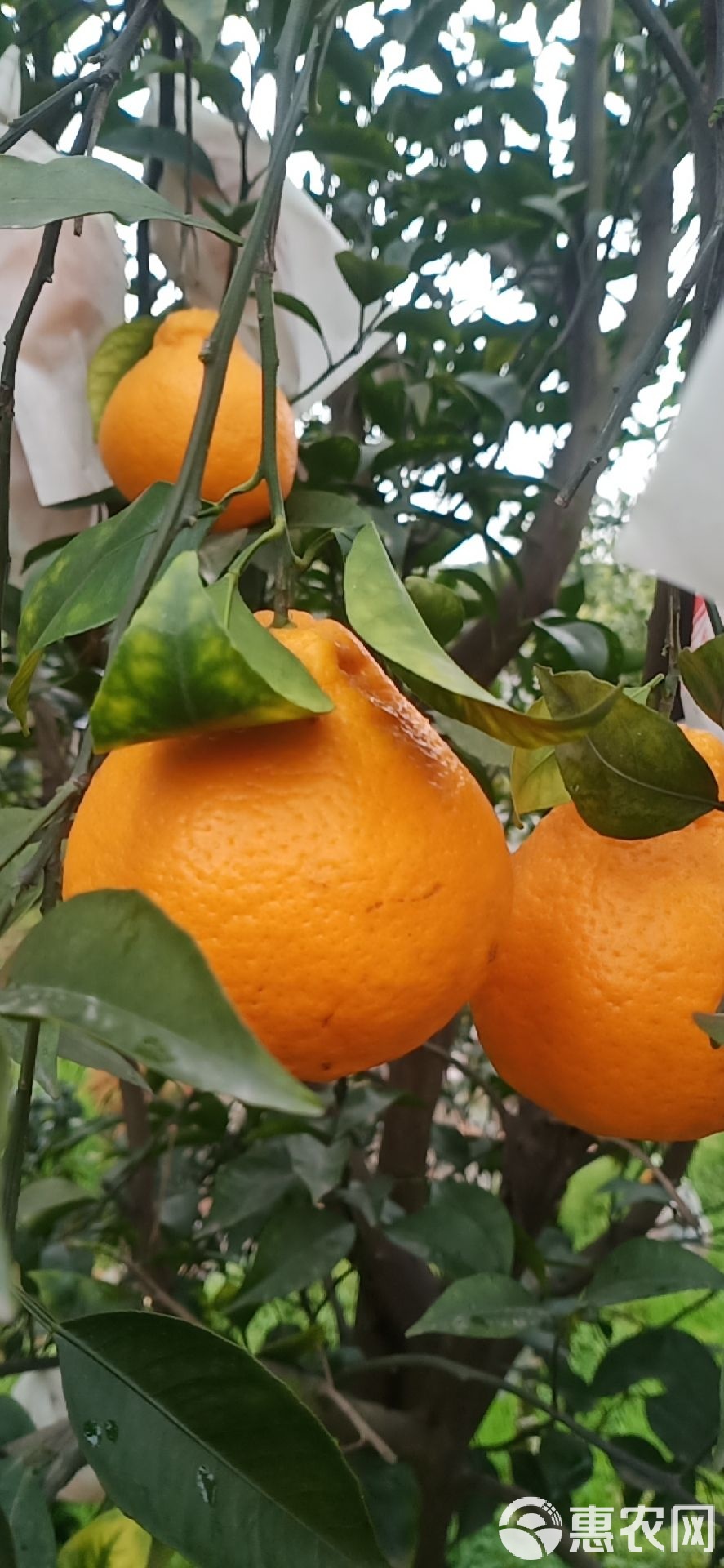 丑橘多吃上火吗