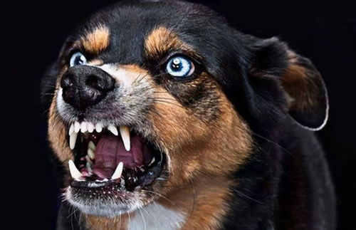 女人梦见狗咬自己是吉兆