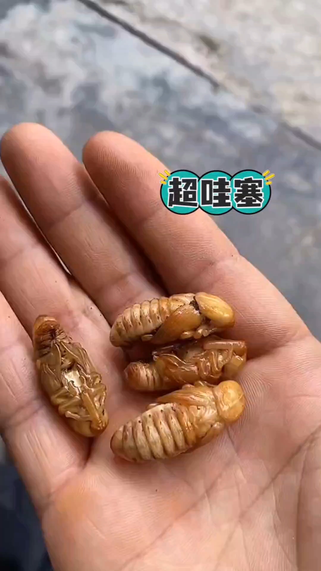 竹虫的消灭方法视频