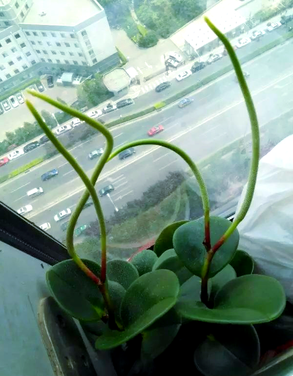 豆瓣绿扦插多长时间生根