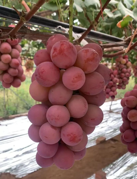 阿根廷最有名的红葡萄品种