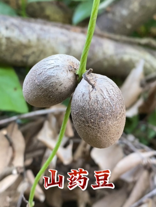 发芽的山药能吃嘛