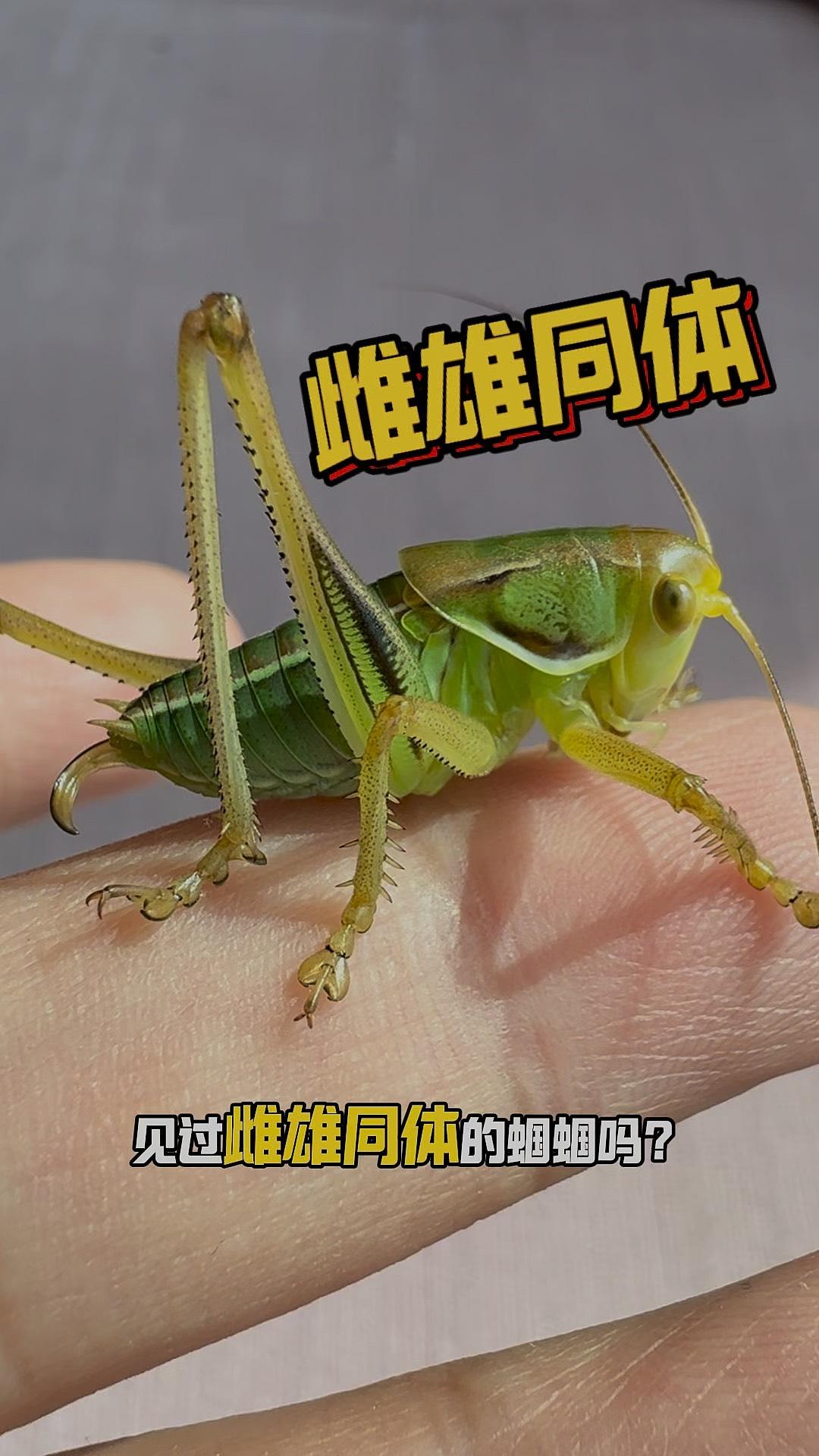 养蝈蝈有啥好处