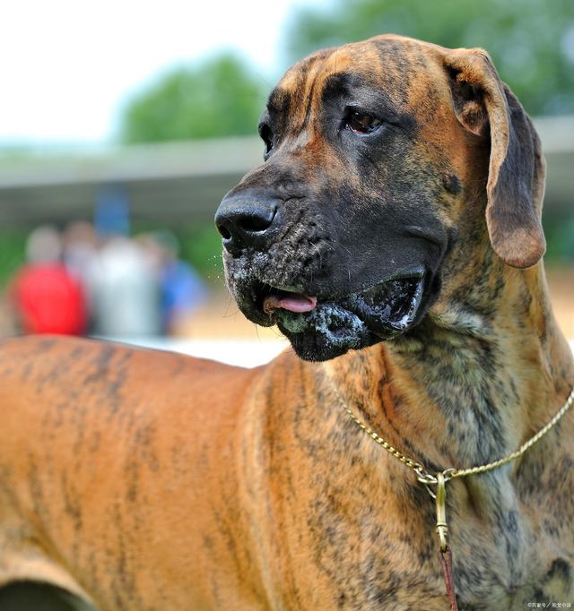 世界上最贵的狗排名价格表