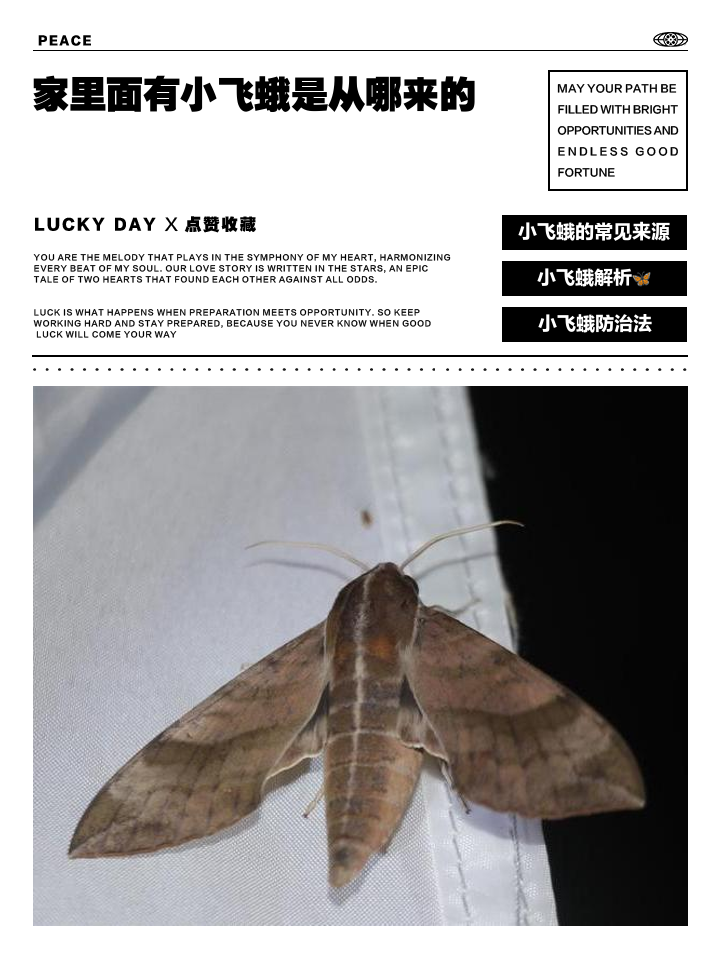 家里面有很多飞蛾