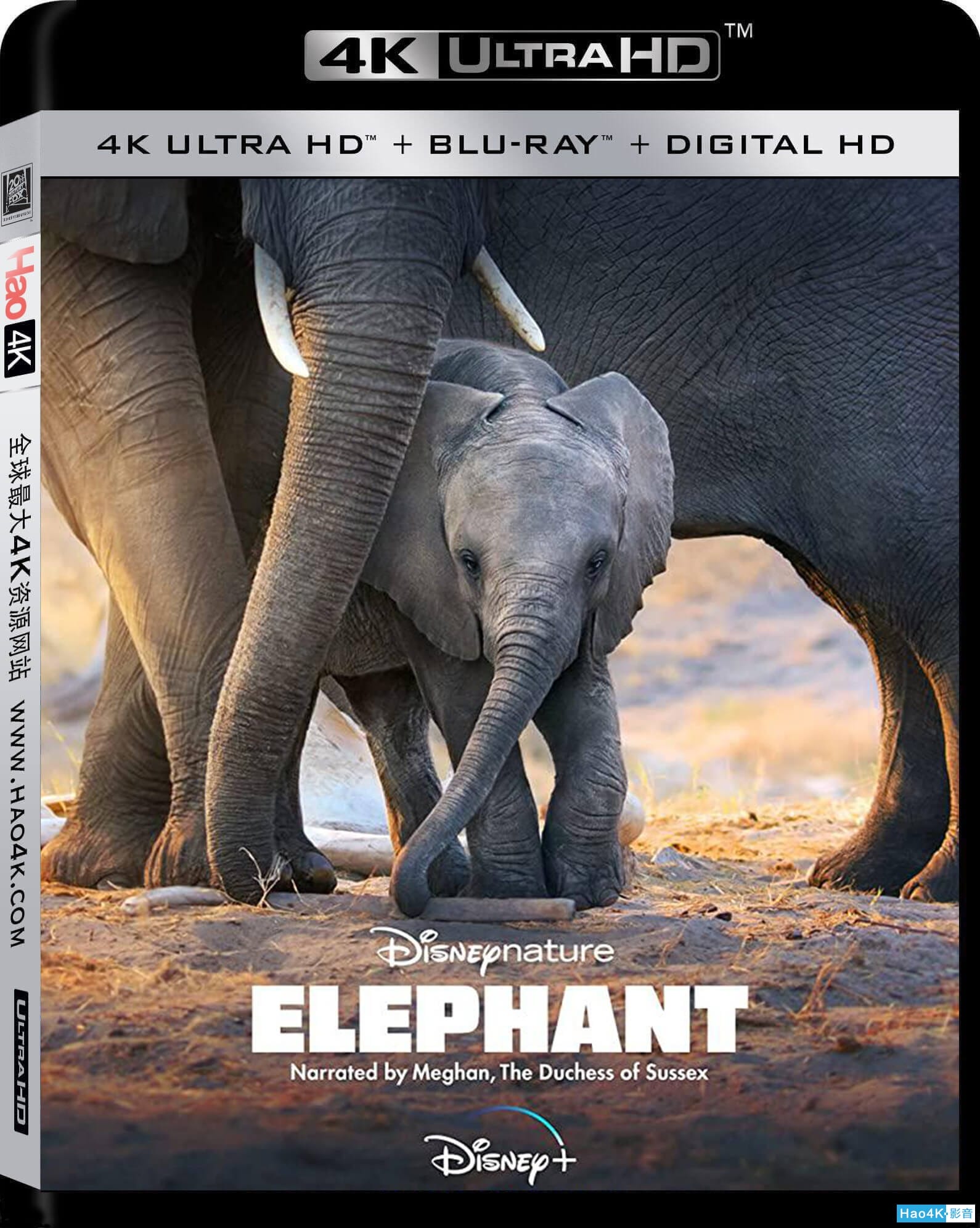 顶楼的大象经典片段在多少