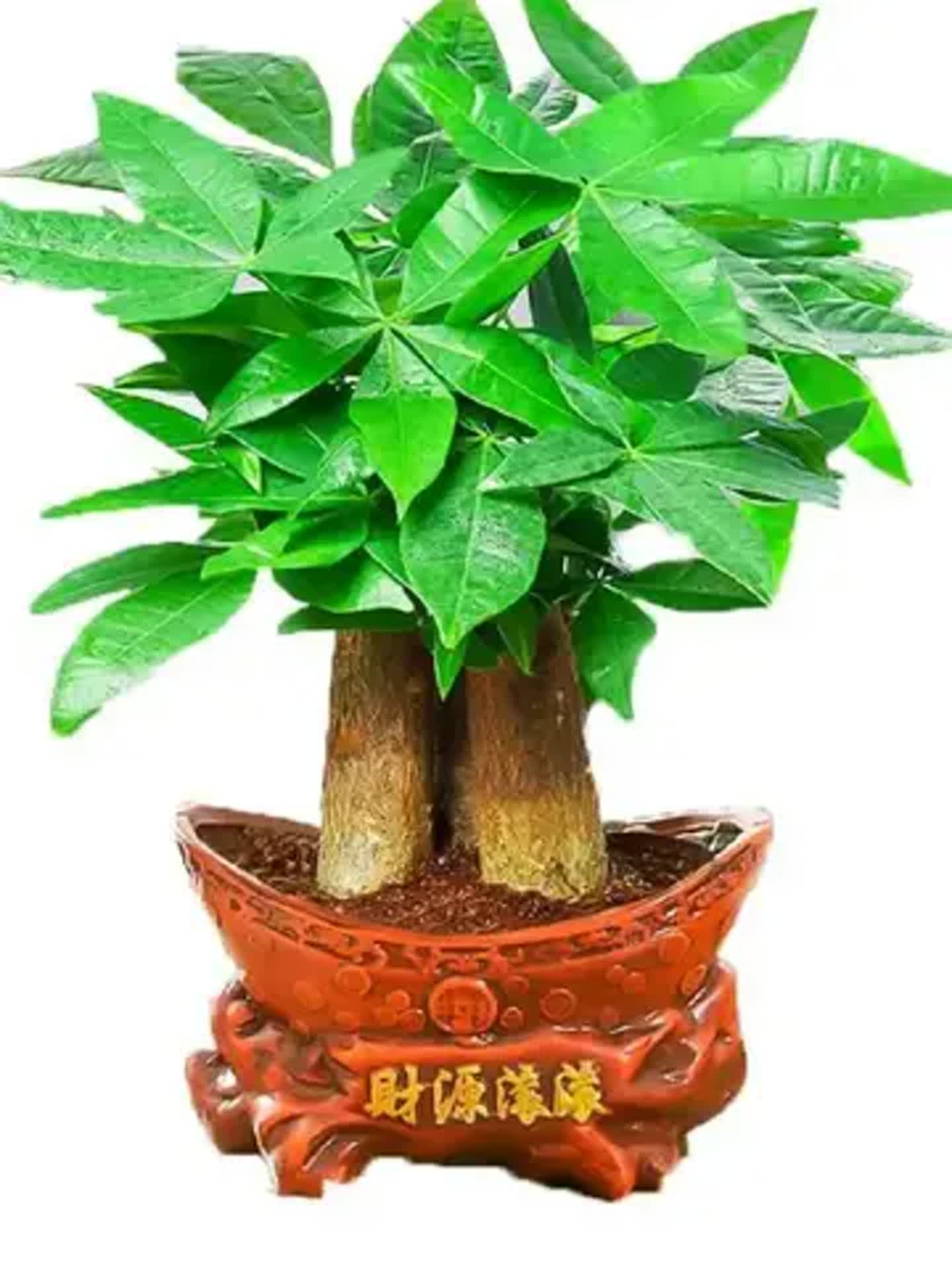 发财树摆放大忌是什么