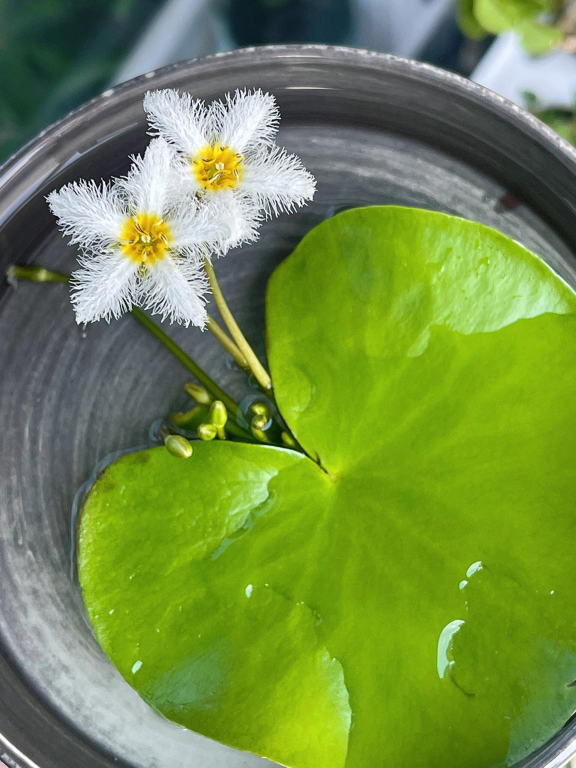 一叶莲变黄变黑和长出新叶子有关吗