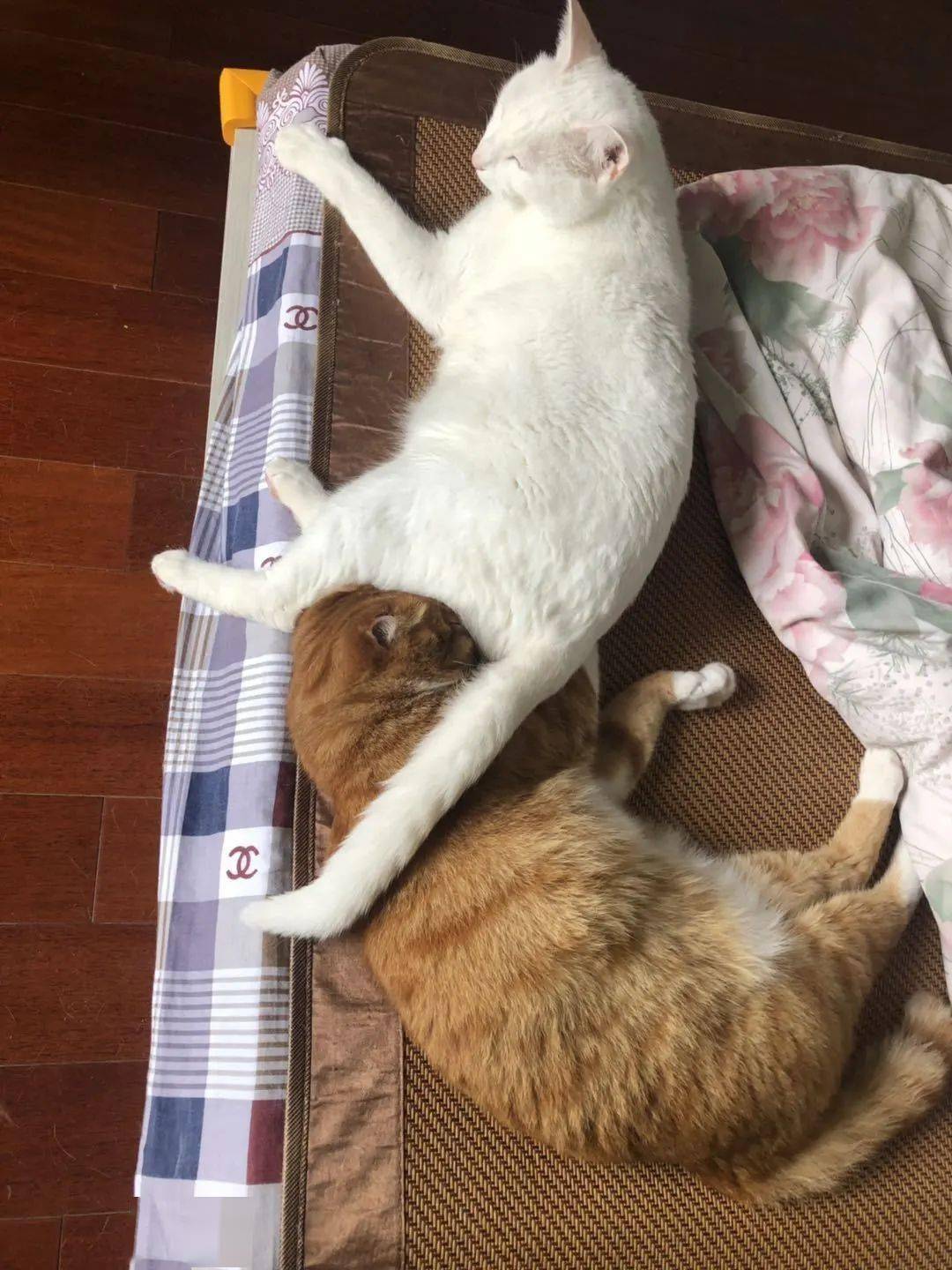 搞黄是什么意思网络用语