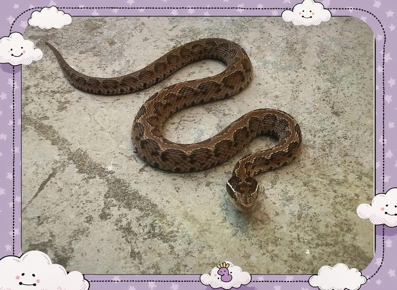 土球子是国家几级保护动物