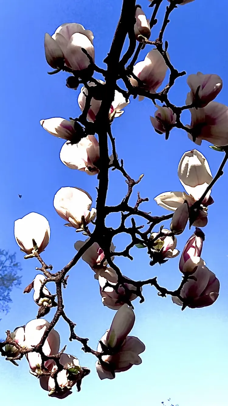 天涯若比邻的上一句是啥呀