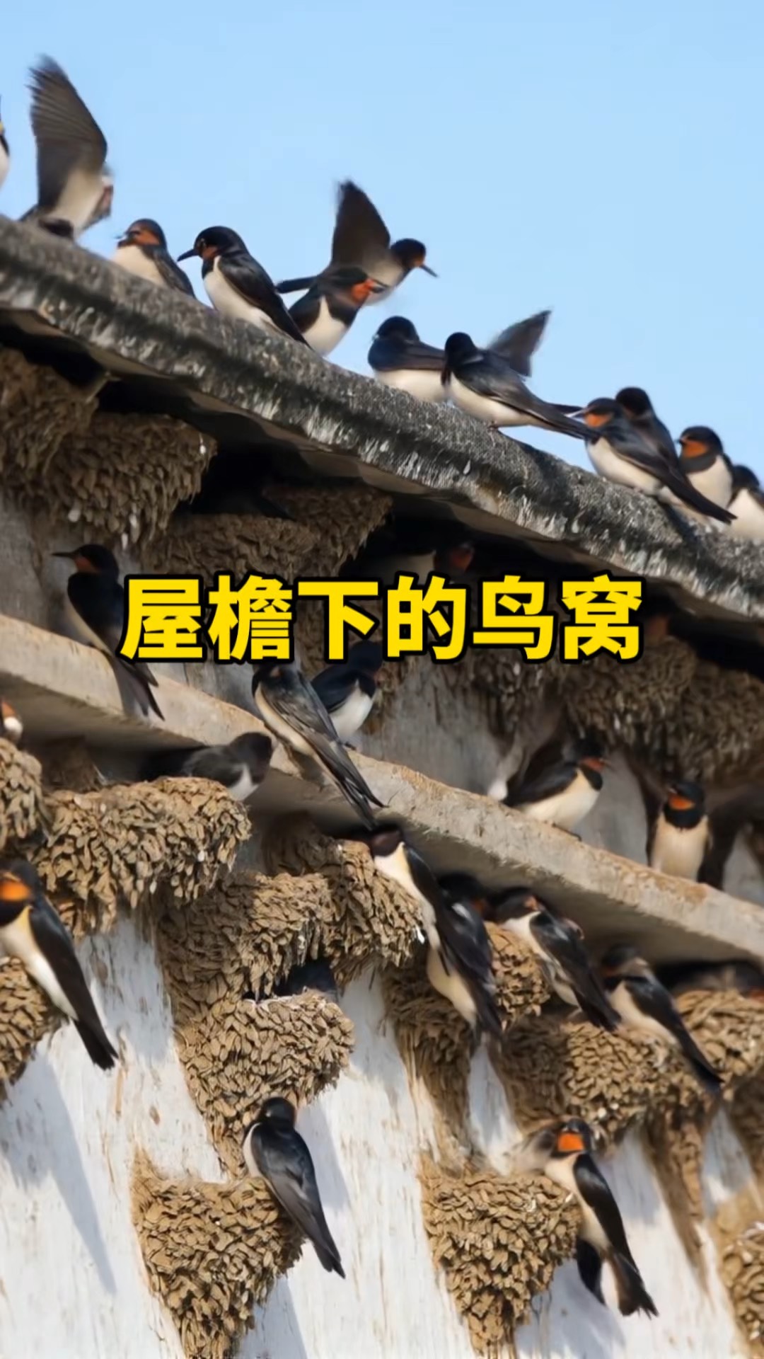 燕子在家中搭窝预示着什么意思