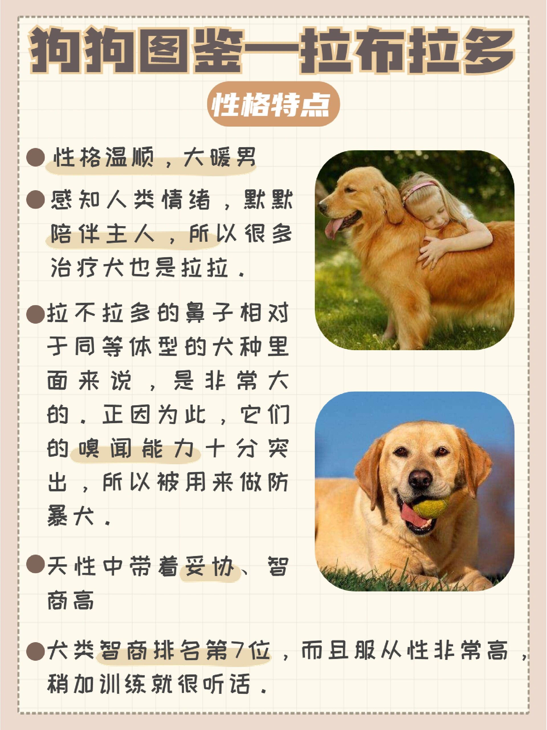 秒懂百科拉布拉多犬