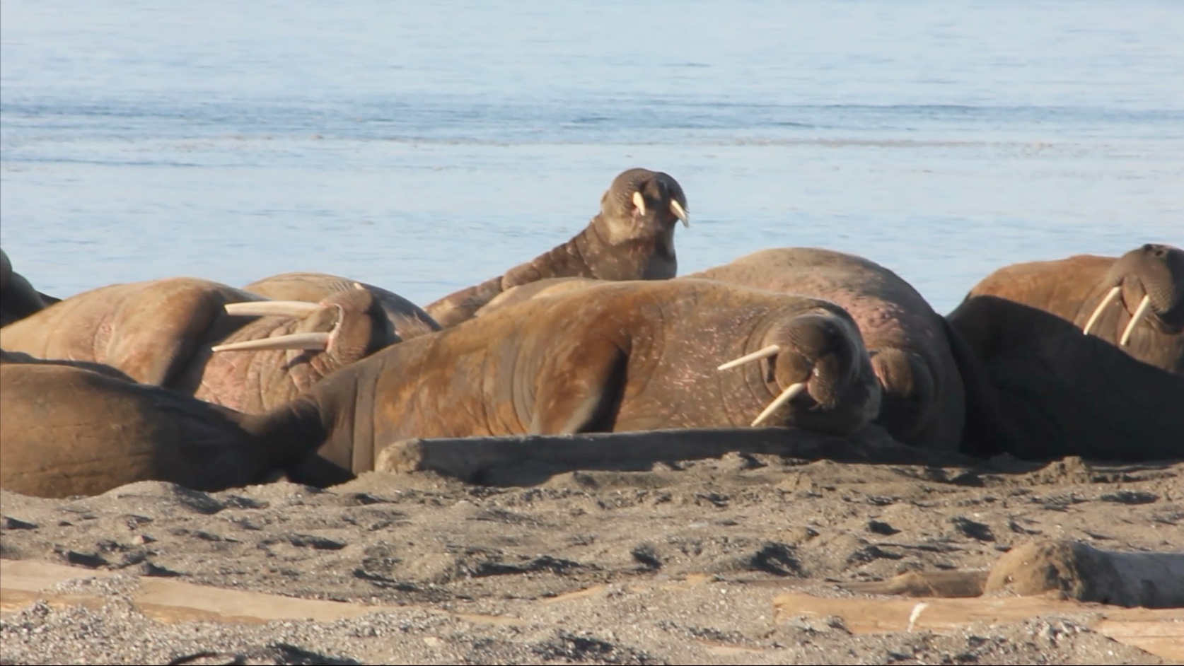 海象是什么样子的