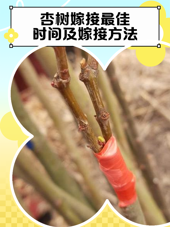 杏树的修剪方法大全