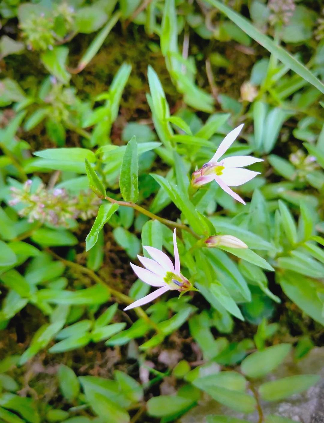 半支莲有什么功效与作用图片