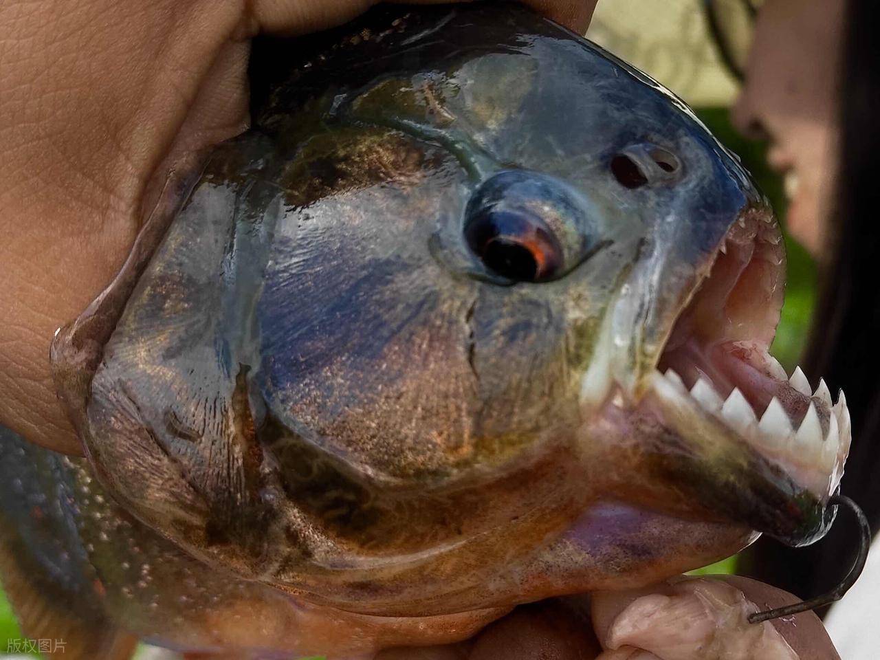 食人鱼吃人恐怖一幕
