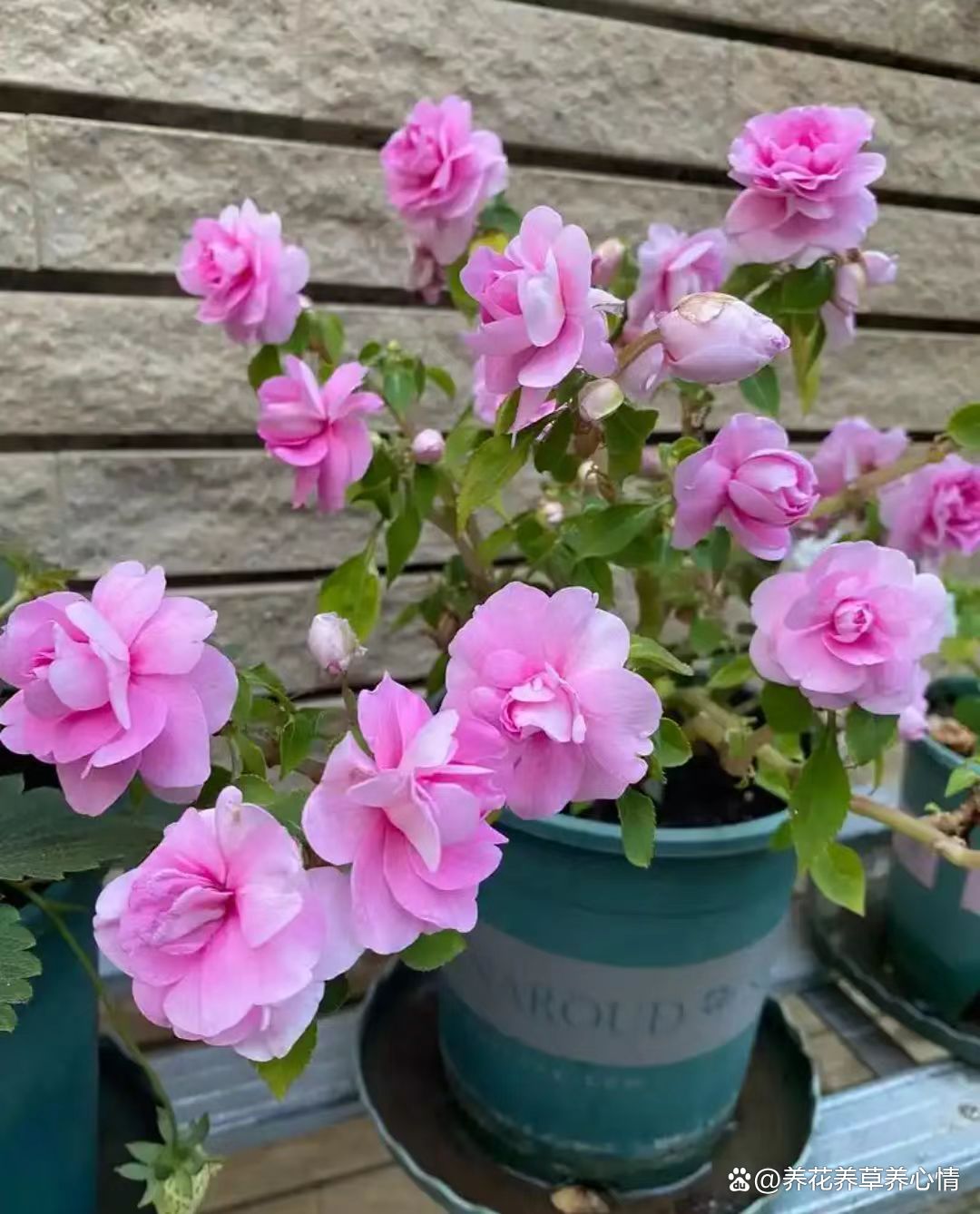 花期在4月份的花有哪些品种