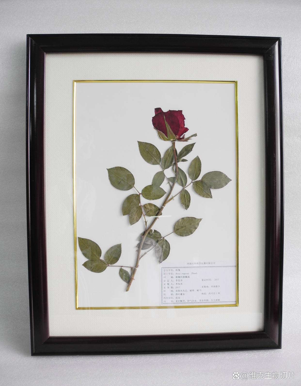 怎么做标本植物图片