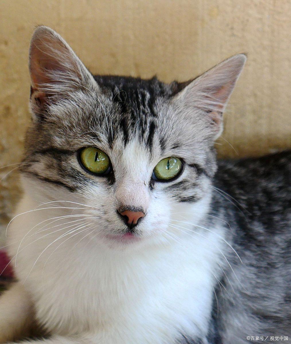 烟色猫是什么颜色