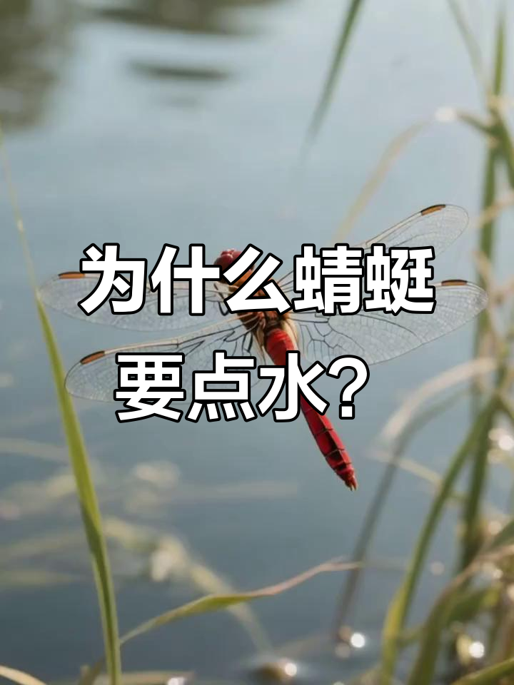 为什么蜻蜓点水是繁殖行为