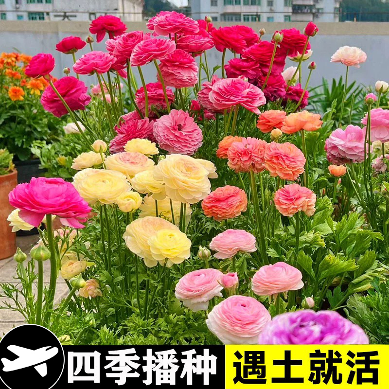花毛茛四季开花吗