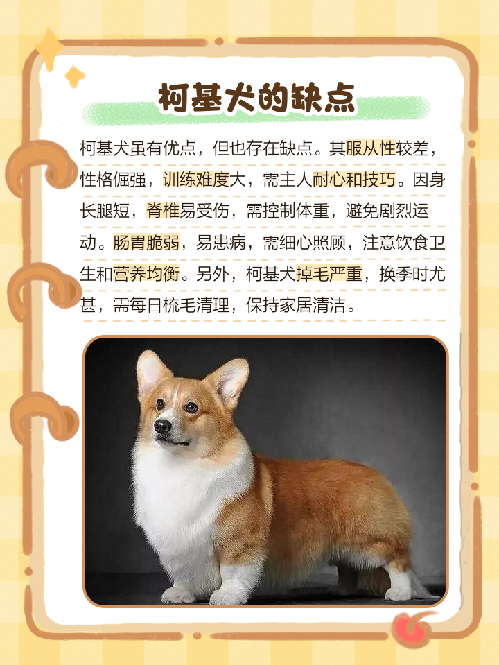 柯基犬智商排名前100名