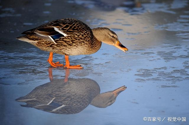 速成鸭对人体的危害