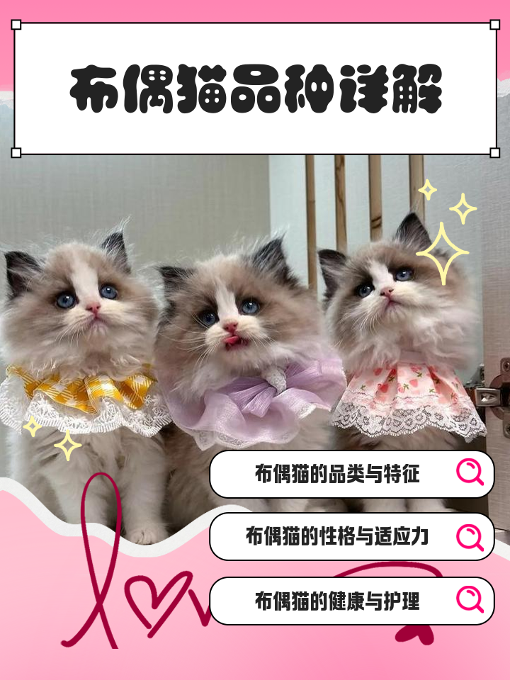 布偶猫的花色分类图片讲解视频