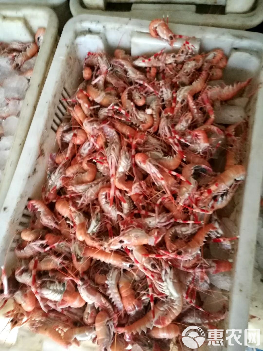 鹰爪虾的简单做法大全